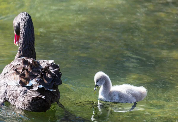 Černá Labuť Cygnety Jezera Novém Zélandu — Stock fotografie