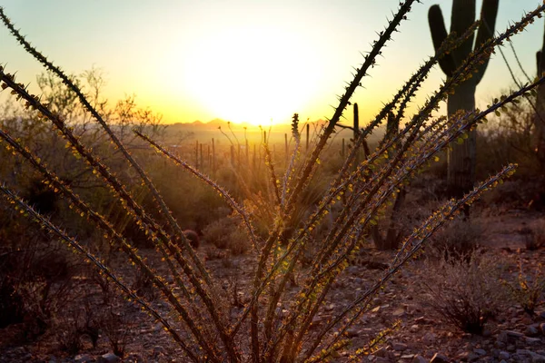 Krajiny Předměstí Tucsonu — Stock fotografie