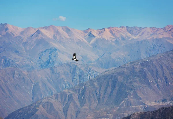 Vliegende Condor Tarma Peru — Stockfoto