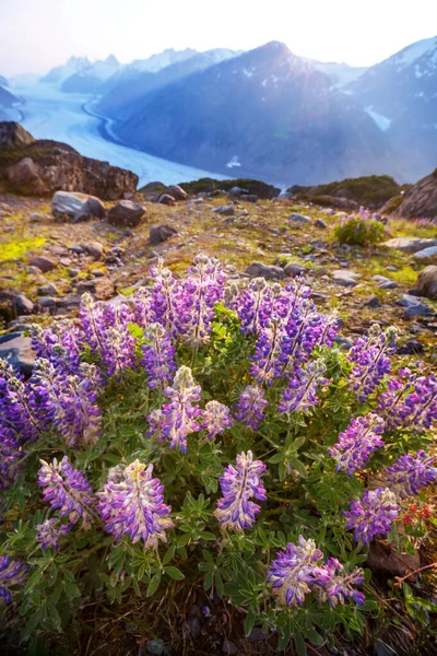 Beautiful Summer Meadow Mountains Alaska Usa — Stock Photo, Image