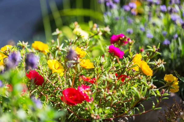 Increíbles Flores Frescas Jardín Verano —  Fotos de Stock