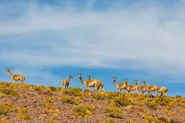 Vilda Guanaco Lama Guanicoe Patagonien Prärien Chile Sydamerika — Stockfoto