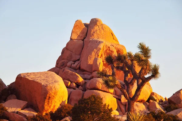 Neobvyklé Krajiny Národním Parku Joshua Tree Usa — Stock fotografie