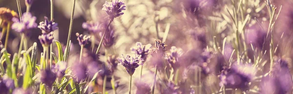 Flores Lavanda Jardín Verano —  Fotos de Stock