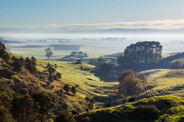 Yeni Zelanda Nın Güzel Kırsal Manzarası Yeşil Tepeler Ağaçlar — Stok fotoğraf