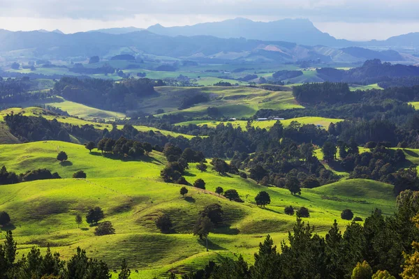 Krásná Venkovská Krajina Nového Zélandu Zelené Kopce Stromy — Stock fotografie
