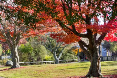 Sonbahar parkında güzel renkli ağaçlar