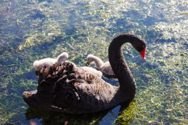 Black swan with cygnets at the lake in New Zealand clipart