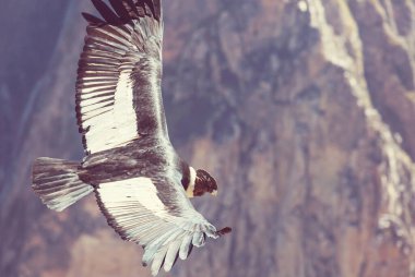 Colca kanyonunda uçan akbaba, Peru