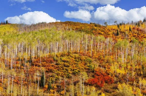 晴れた日には黄色の木々と秋の季節のカラフルな日当たりの良い森のシーン — ストック写真