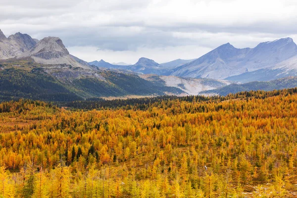 Hermosa Temporada Otoño Las Montañas Canadienses Fondo Caída — Foto de Stock