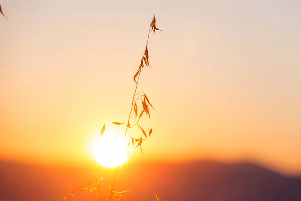 Solig Höstäng Naturlig Bakgrund — Stockfoto