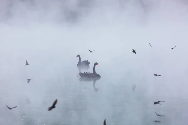 Černá Labuť Zamlženého Jezera Novém Zélandu — Stock fotografie