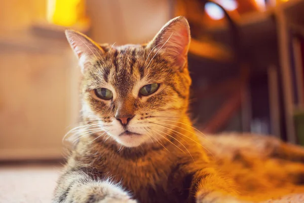 Adult Domestic Cat Portrait Close — Stock Photo, Image