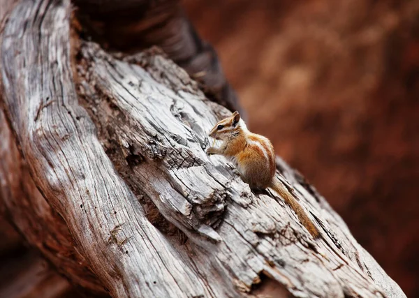 American Chipmunk Summer Forest — Stock Photo, Image