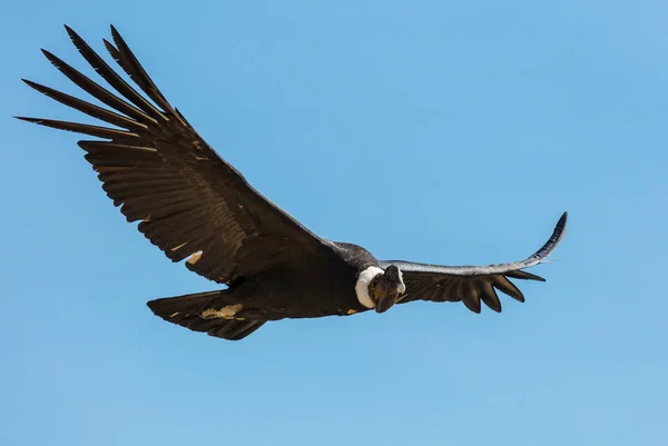 Flygande Kondor Colca Canyon Peru — Stockfoto