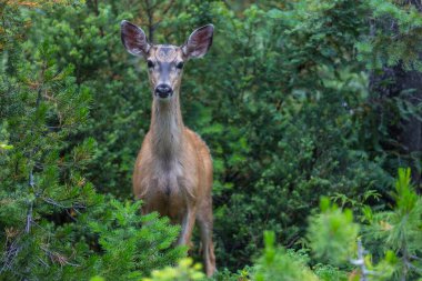 Yeşil çayır geyiği, ABD