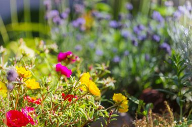 Güzel çiçeklerin yakın çekimi. Çiçek arkaplanı için uygun.