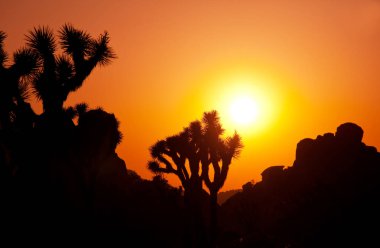Arizona çölündeki Joshua Tree yolu boyunca. Seyahat arkaplanı.
