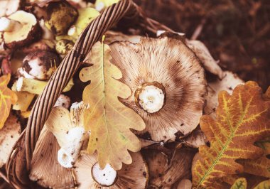 Sonbahar mevsiminde taze sarı mantarlar