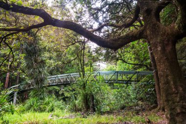 Yeni Zelanda tropikal orman ormanı. Yeşil doğal arkaplan