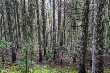 Kuzey Amerika, Washington, ABD 'deki muhteşem yağmur ormanları. Kalın yosun tabakalarıyla kaplı ağaçlar.