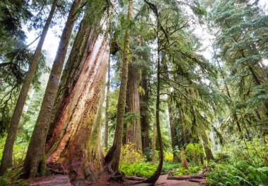 Yaz mevsiminde Sequoias Ormanı