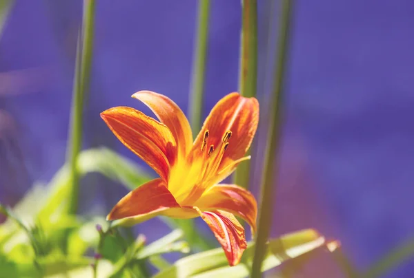 夏の庭で素晴らしいカラフルな花 — ストック写真