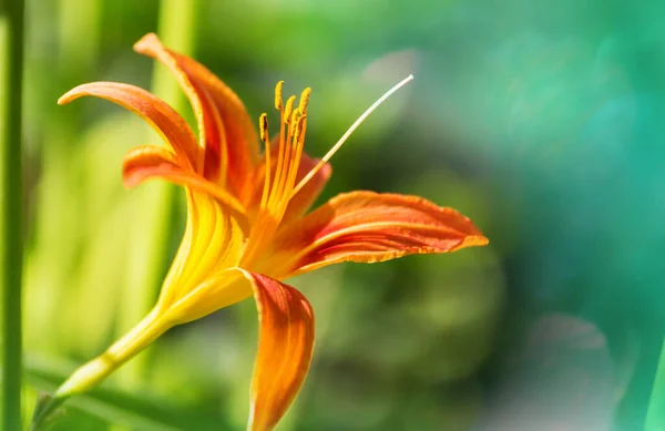 近くに美しい花のショット 花の背景に適しています — ストック写真