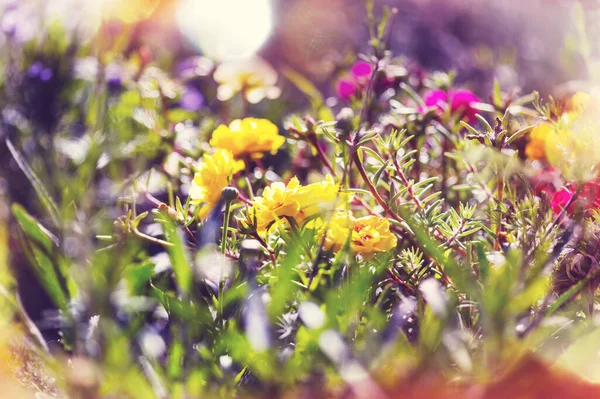 这些美丽花朵的特写镜头 适合花的背景 — 图库照片