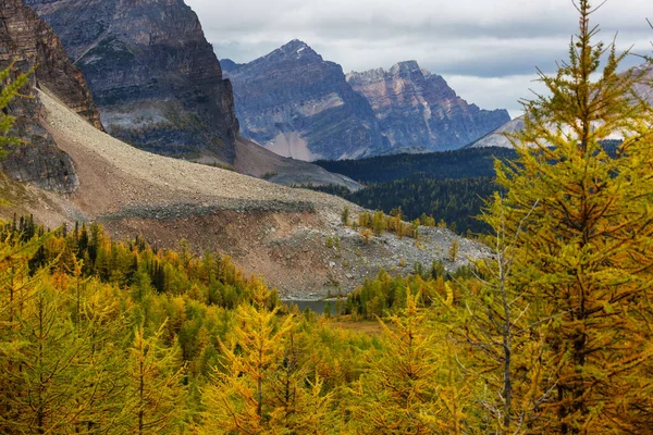 Красивые Золотые Лиственницы Горах Осенний Сезон — стоковое фото