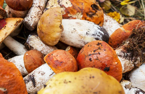 秋天新鲜的黄色蘑菇 — 图库照片
