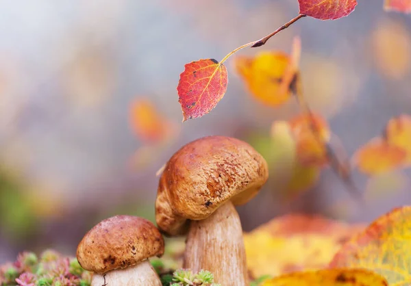 Champiñones Bosque Temporada Otoño — Foto de Stock