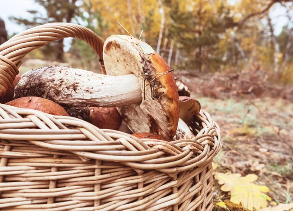 Champignons Jaunes Frais Automne — Photo