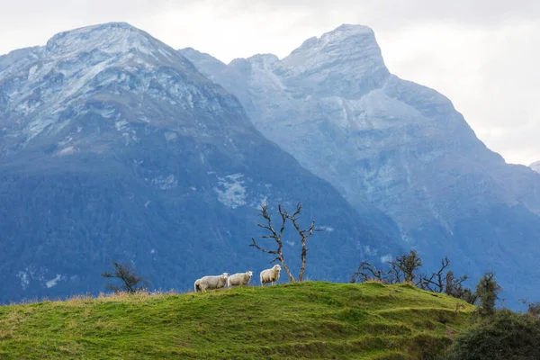 緑の山の牧草地で羊 ニュージーランドの農村部のシーン — ストック写真