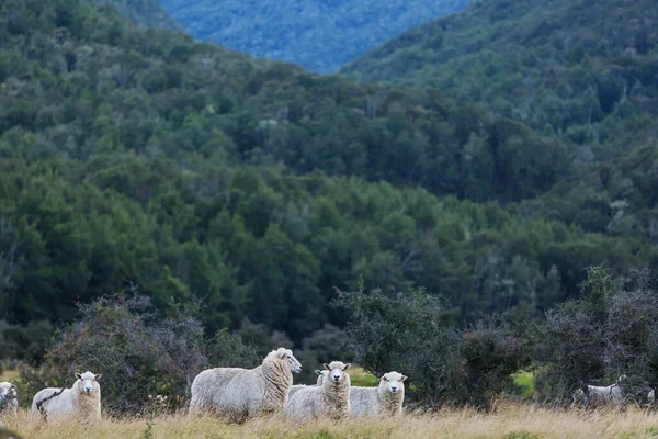Sheep Green Mountain Meadow Rural Scene New Zealand — Stock Photo, Image