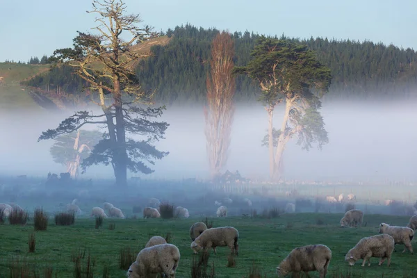 Sheep Green Mountain Meadow Rural Scene New Zealand — Stock Photo, Image