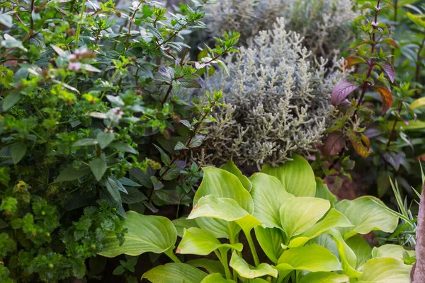 Zelená Špionážní Rostlina Domácí Zahradě — Stock fotografie
