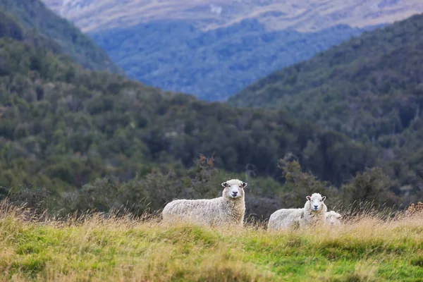 緑の山の牧草地で羊 ニュージーランドの農村部のシーン — ストック写真