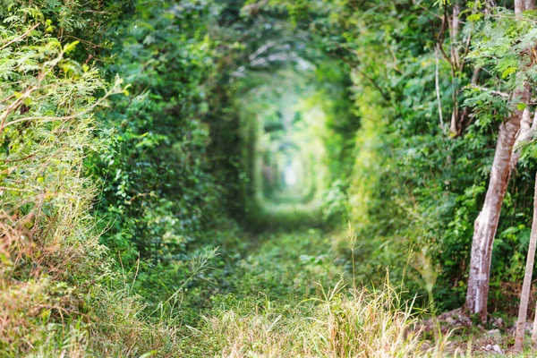 Túnel Árboles Verdes Fondo Natural — Foto de Stock