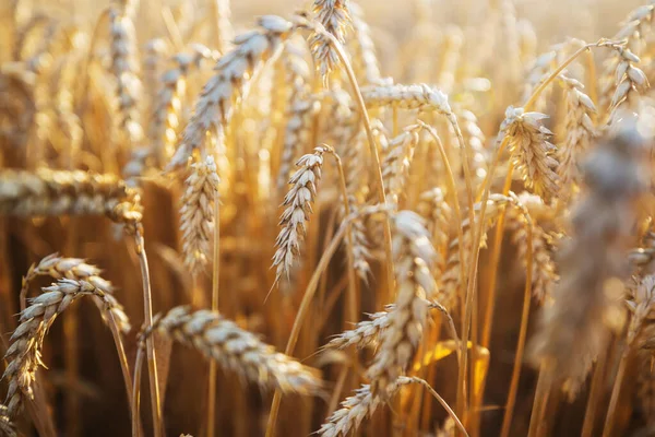 Пшеничное Поле Крупным Планом Спелые Колосья Пшеницы Растут Природе — стоковое фото