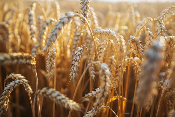 Campo Trigo Tiro Cerca Las Espigas Maduras Trigo Crecen Naturaleza —  Fotos de Stock