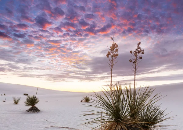 New Mexico Abd Deki White Sands Dunes — Stok fotoğraf