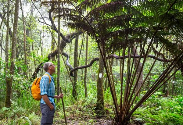 Wandelen Jungleon Hawaii Eiland — Stockfoto