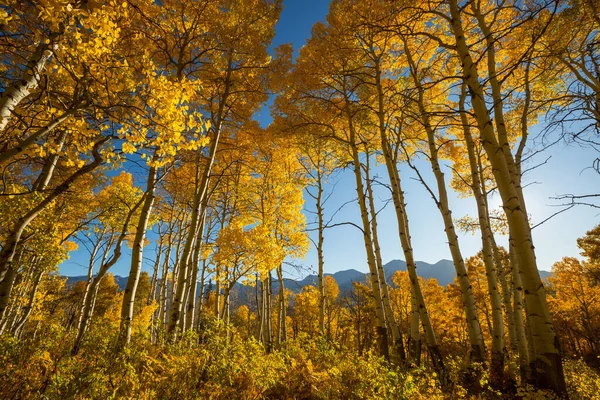 晴れた日には黄色の木々と秋の季節のカラフルな日当たりの良い森のシーン — ストック写真