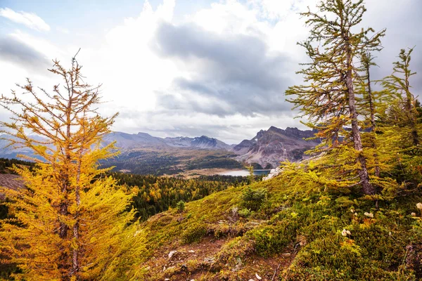 Schöne Herbstsaison Den Kanadischen Bergen Hintergrund Des Sturzes — Stockfoto