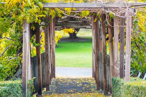 Krásné Barevné Stromy Podzimním Parku — Stock fotografie