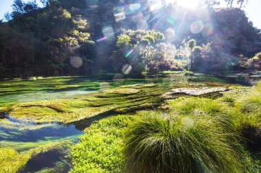 Yeni Zelanda 'da alışılmadık bir mavi bahar. Güzel doğal manzaralar.