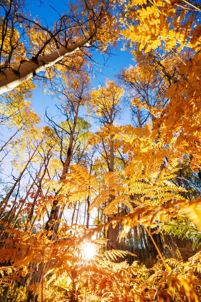 Autumn Scene Yellow Tones Fall Background — Stock Photo, Image