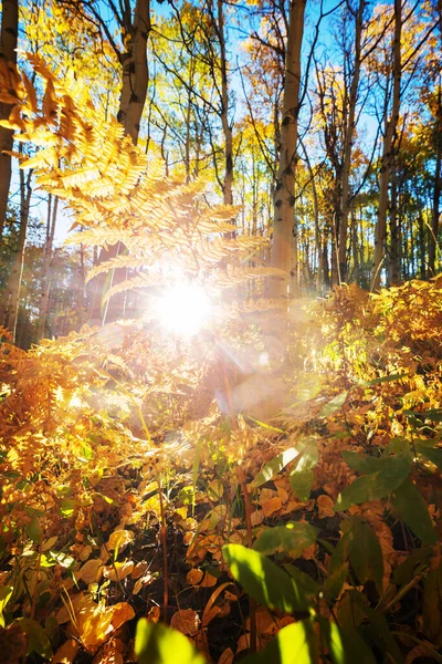 Herbstliche Szene Gelbtönen Hintergrund Des Sturzes — Stockfoto